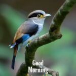 Cute good morning bird image