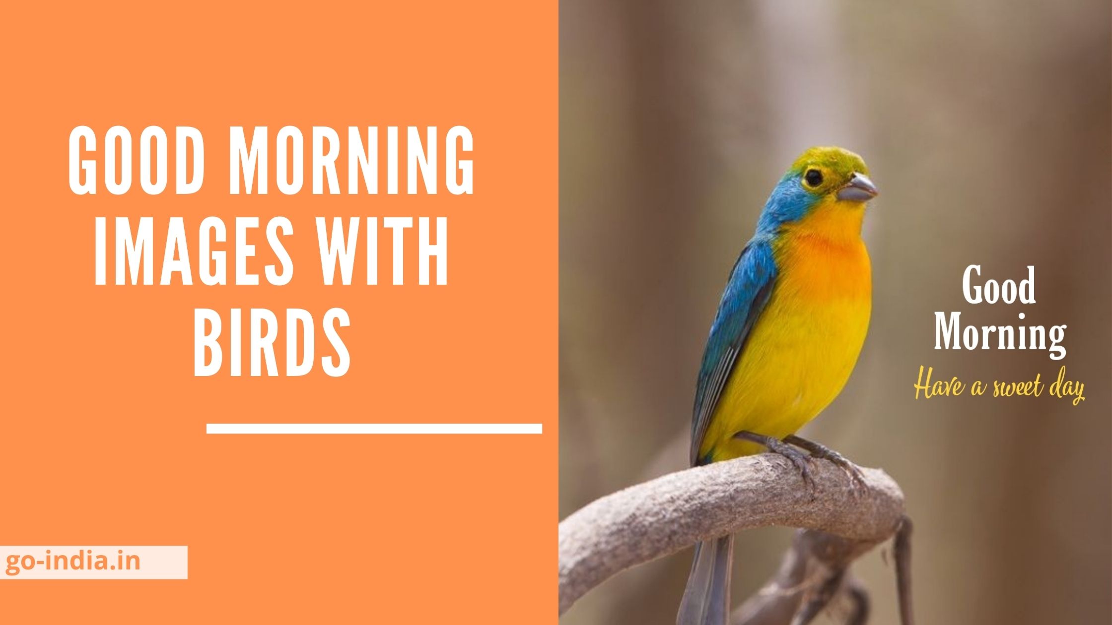 70+ Beautiful Good Moring Images with Birds [ Latest Update ]