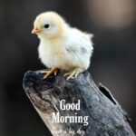 Good morning images birds