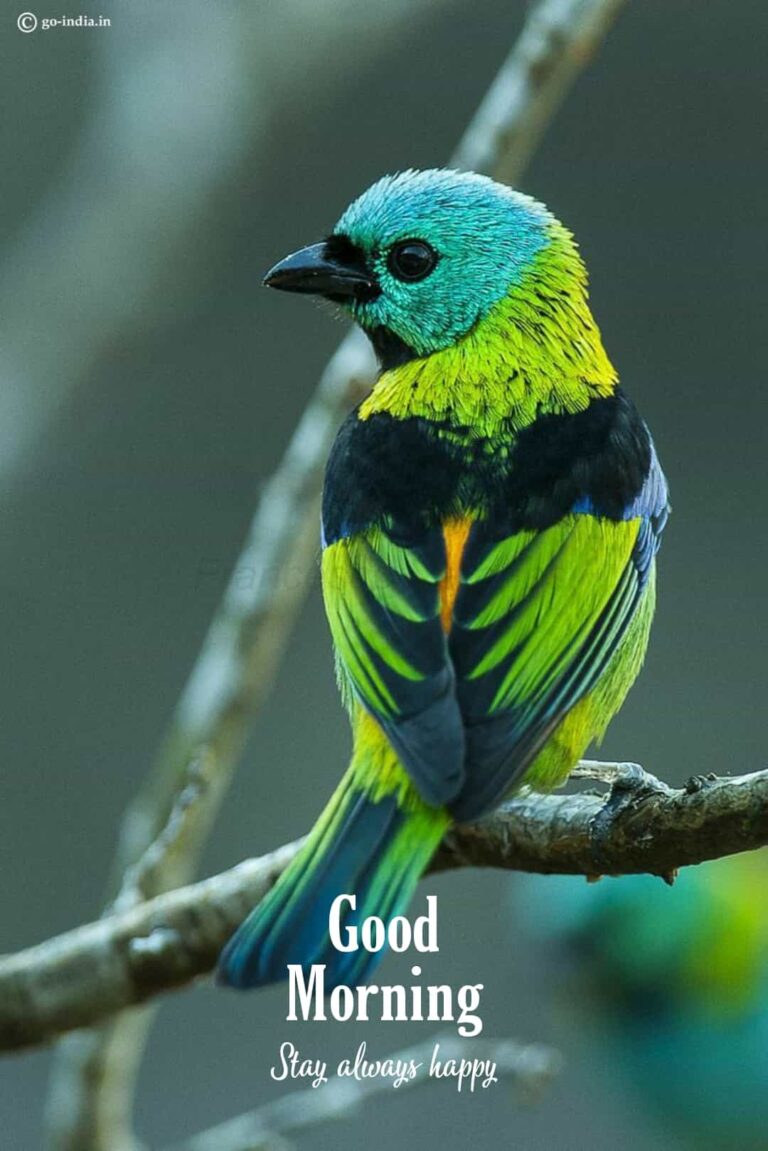 Good morning images with colorful birds