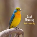 beautiful good morning bird image