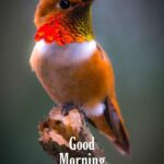 bird good morning images