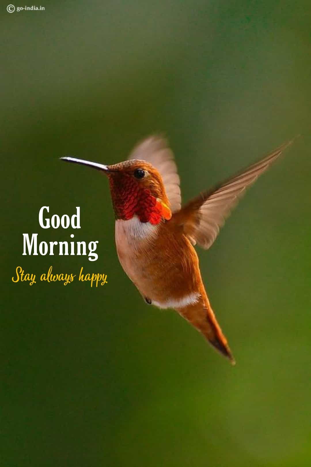 70+ Beautiful Good Moring Images with Birds [ Latest Update ]
