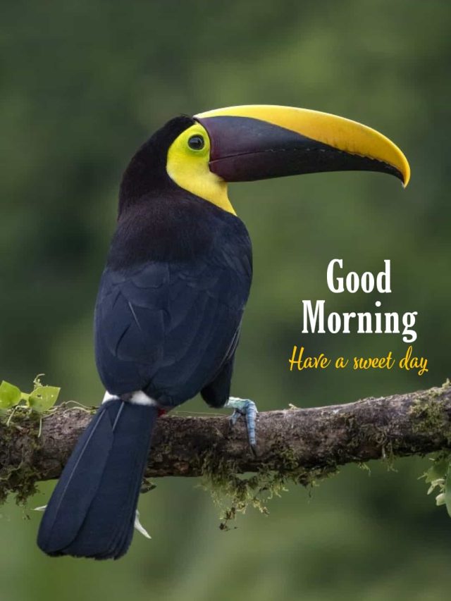Beautiful Good Morning Images With Birds