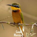 good morning beautiful bird