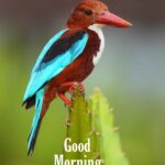 good morning beautiful birds images