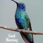 good morning bird image