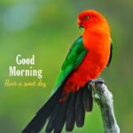 good morning have a sweet day image with bird