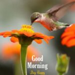 good morning image with flying bird with flower