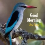 good morning images birds hd