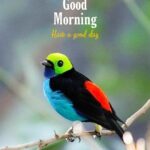 good morning images with bird have a good day