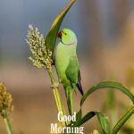 good morning images with parrot and flower