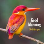 good morning red bird