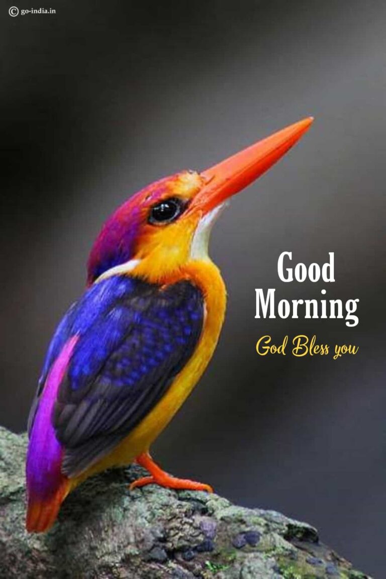 good morning with birds god bless you