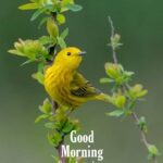 lovely bird good morning images