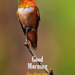 morning bird image