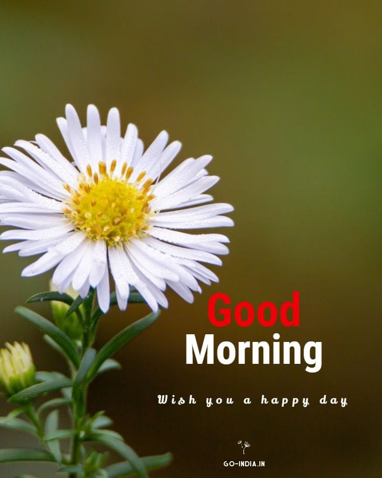 190+ Beautiful Good Morning Images [ Latest Collection ]
