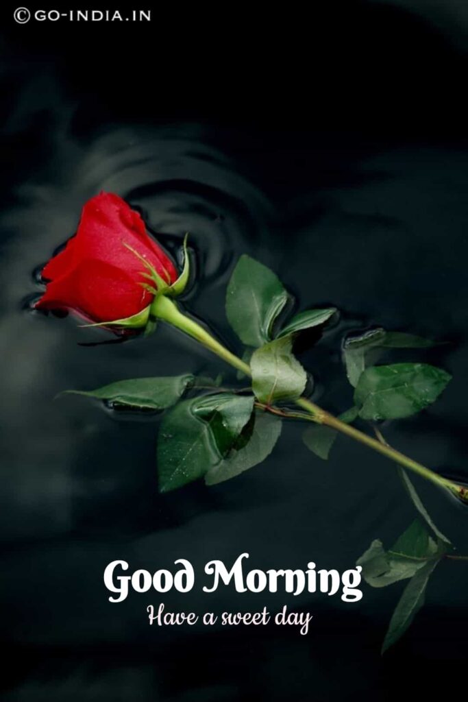 cute and romantic red rose image with good morning