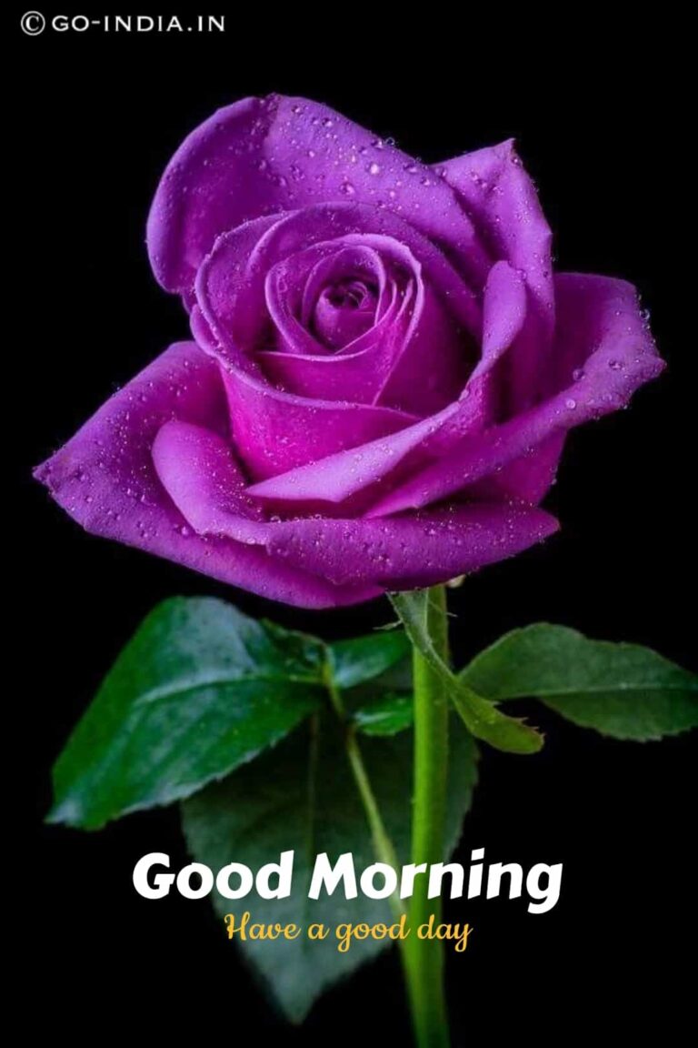 good morning have a good day image with purple rose image