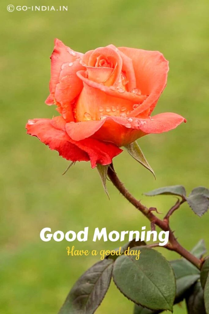 good morning have a good day with orange rose for free download