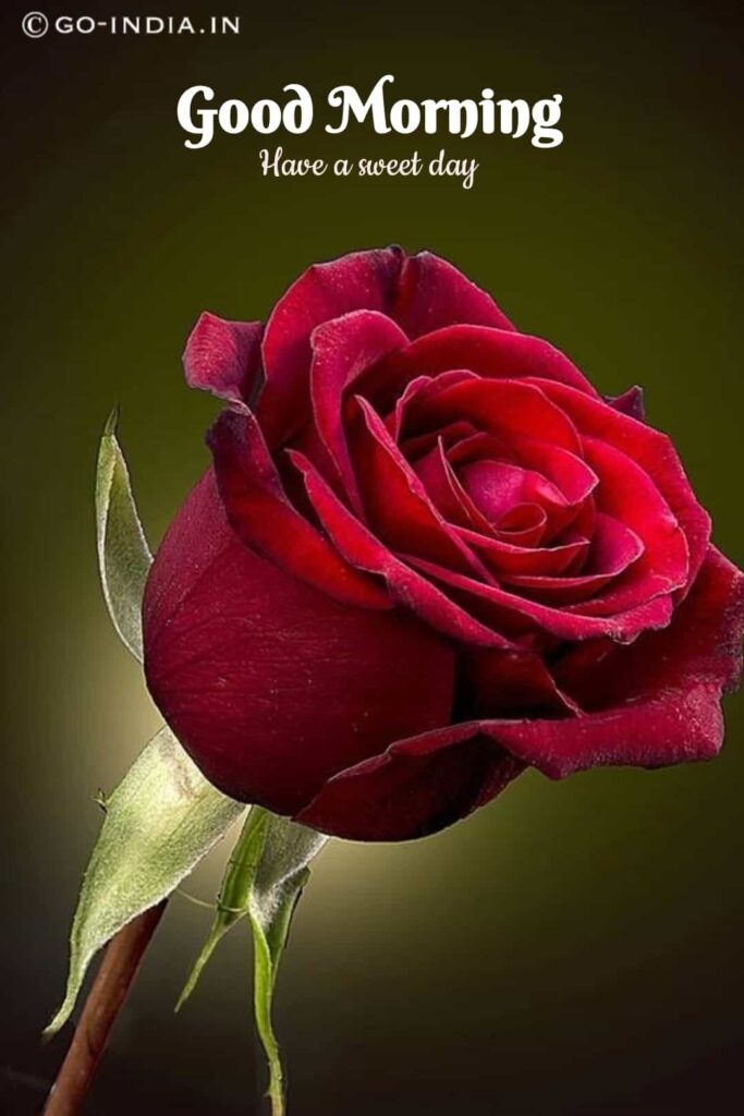 good morning have a sweet day with red rose wallpaper