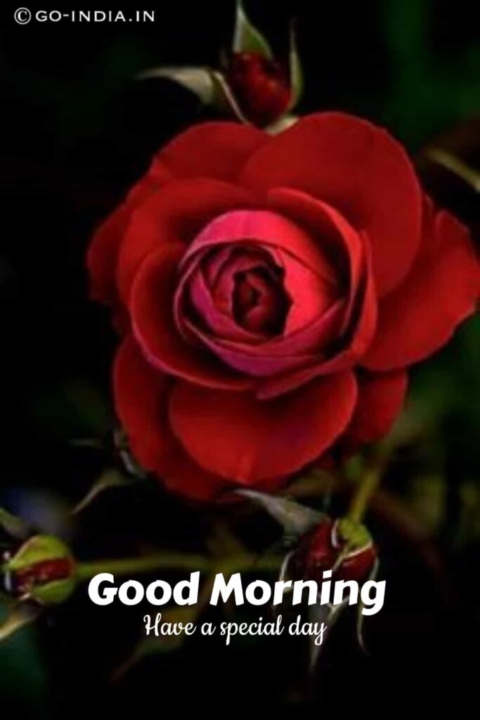 good morning romantic rose images