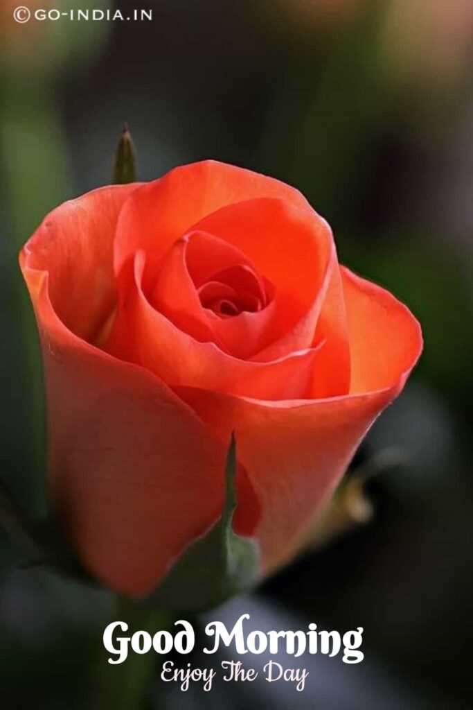 good morning rose flower with orange rose