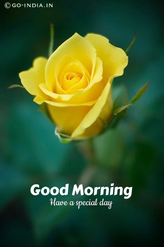 good morning with yellow rose