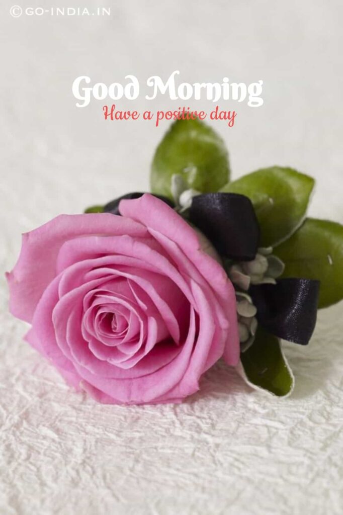 romantic good morning have a positive day wallpaper with pink rose