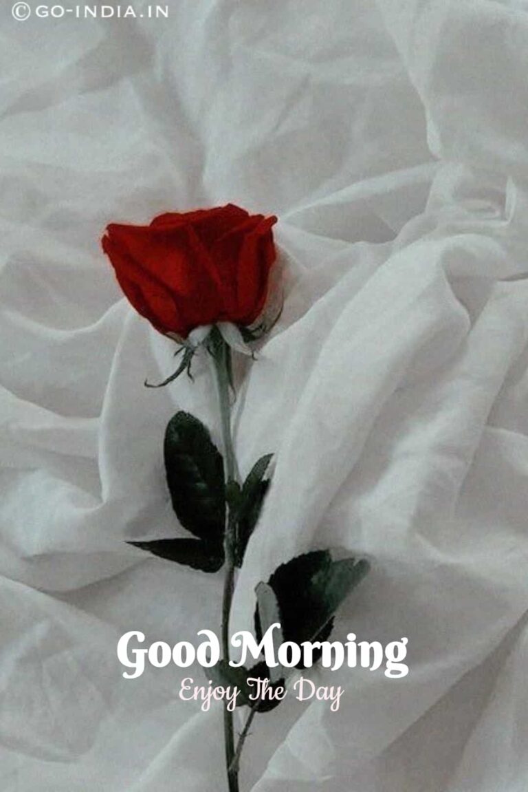 romantic good morning image with red rose