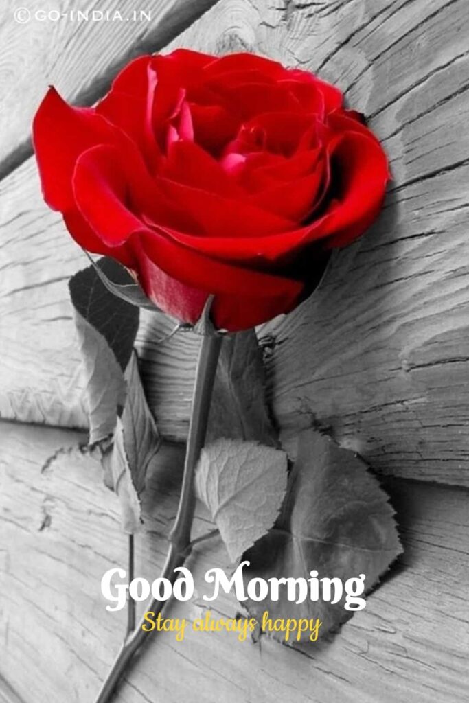 romantic good morning love image with red rose wallpaper