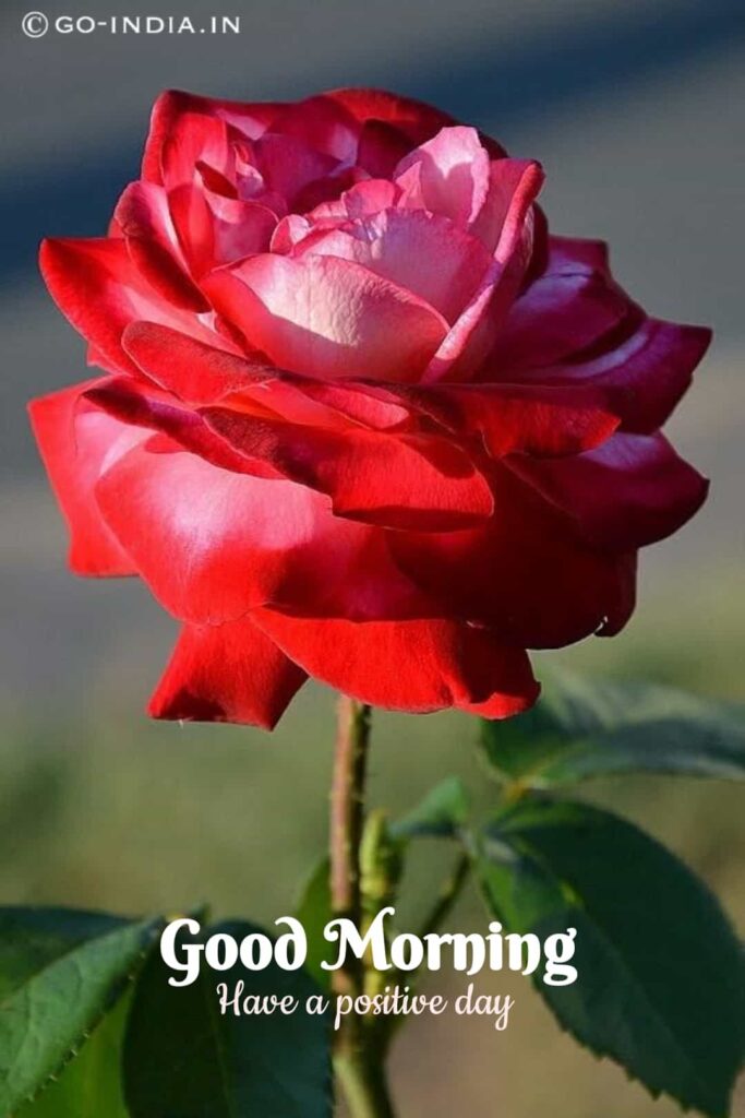 romantic good morning pic with red rose