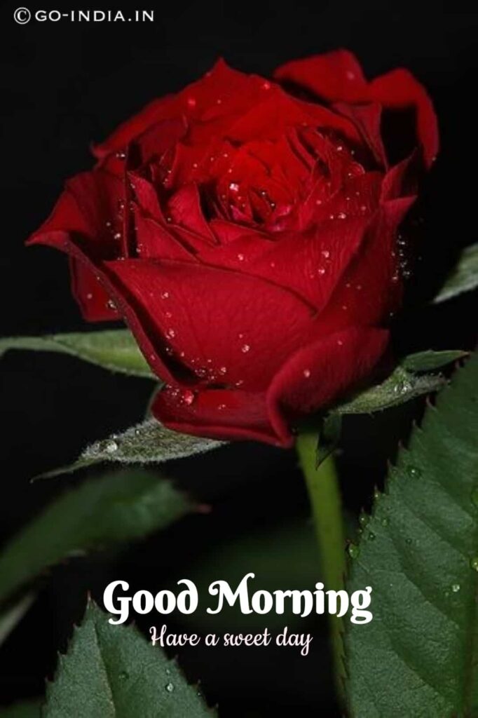 romantic red rose wallpaper with good morning