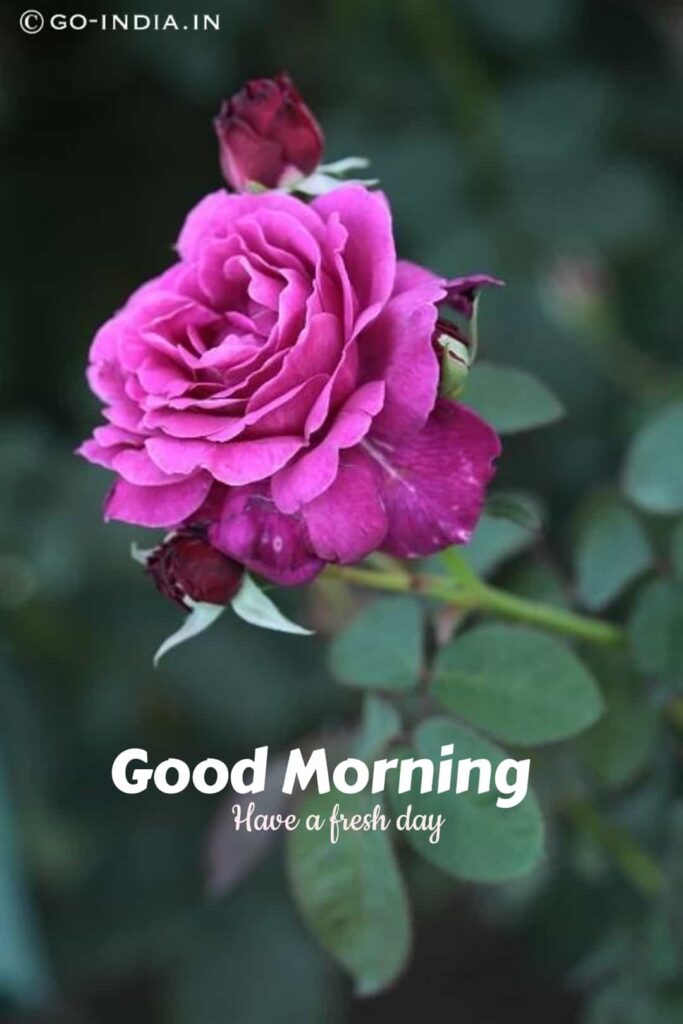 rose good morning