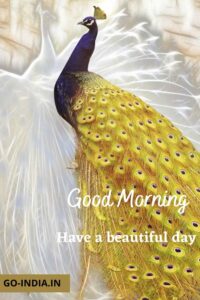 awesome peacock good morning image