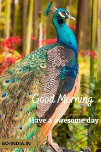 beautiful peacock good morning image