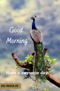 free peacock good morning images download