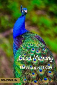 free peacock good morning pics download