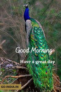good morning beautiful peacock pics