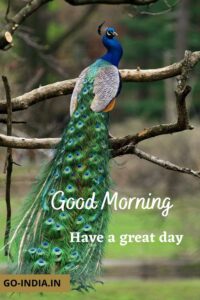 good morning peacock hd photos