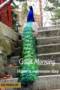 good morning peacock hd photos download