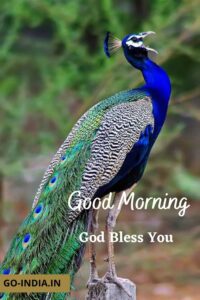 good morning peacock hd photos for whatsapp