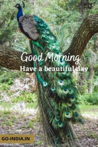 good morning with peacock images