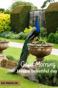 lovely peacock good morning pics