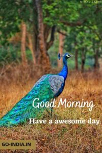 lovely peacock good morning pictures