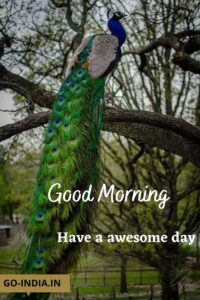 peacock good morning hd images