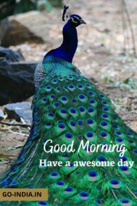 peacock good morning hd wallpapers