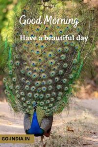 peacock good morning hd wallpapers download
