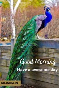 peacock good morning image