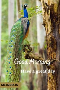 peacock good morning images download
